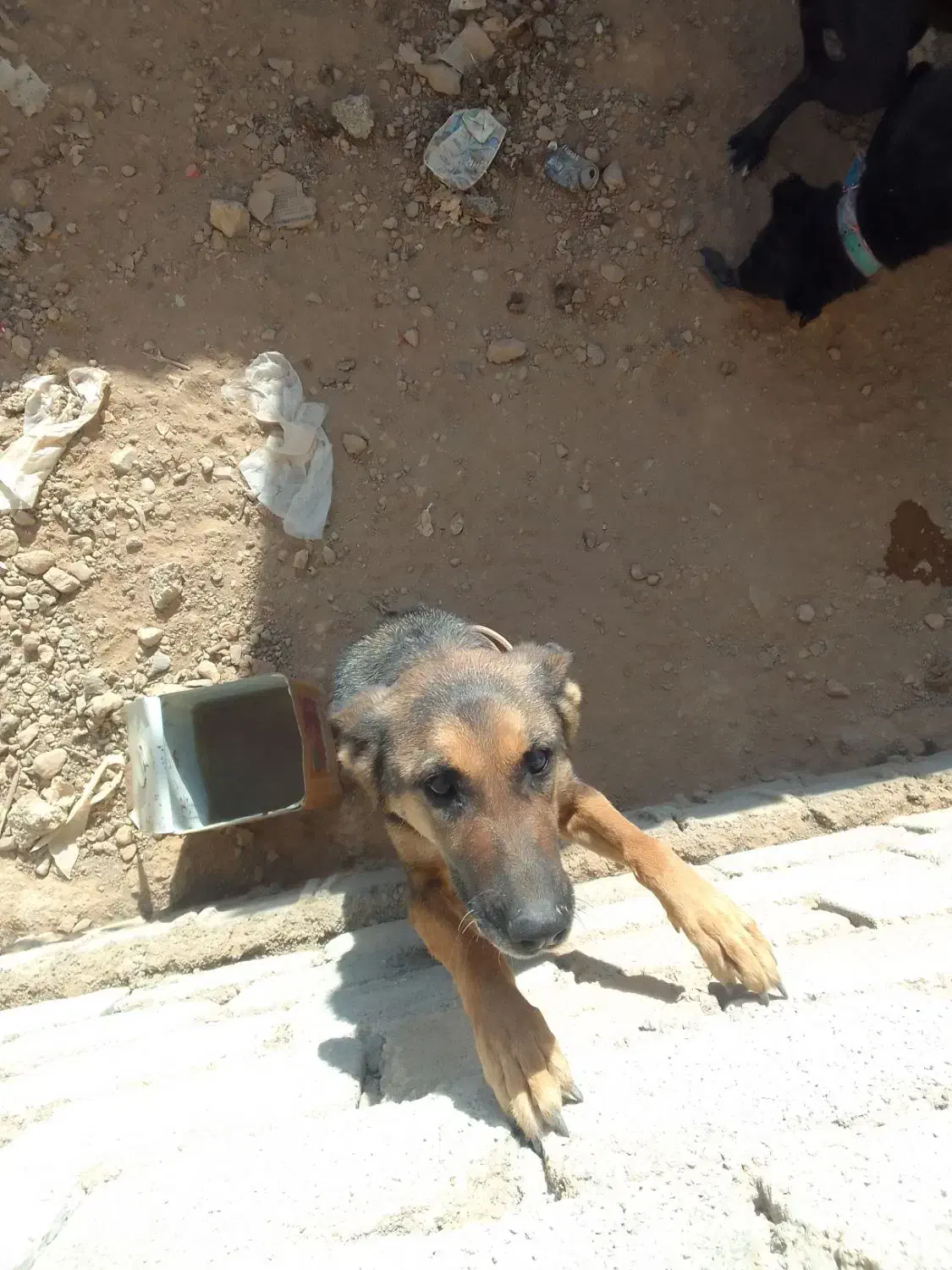 فروش یک ماده ژرمن شپرد|سگ|عسگران, |دیوار