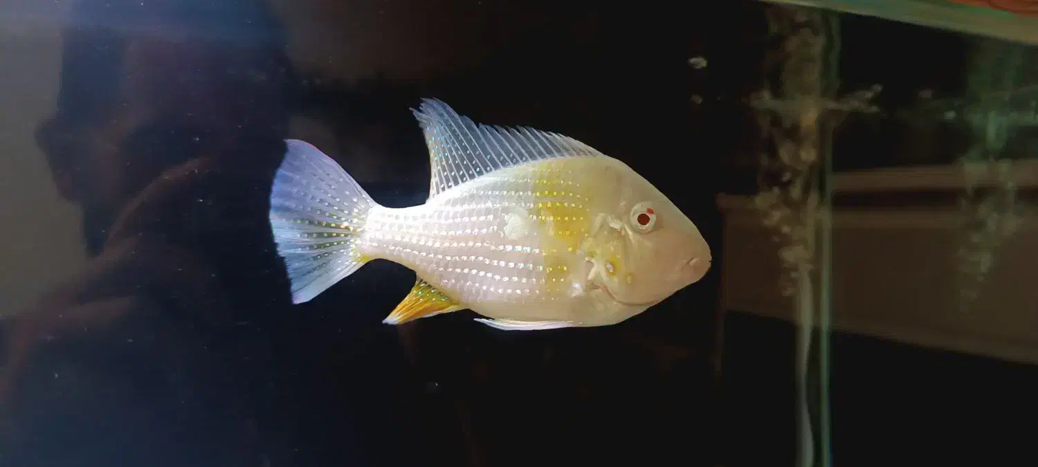 هکلی البینو مولد|ماهی|صدرا-فارس, فاز ۲|دیوار