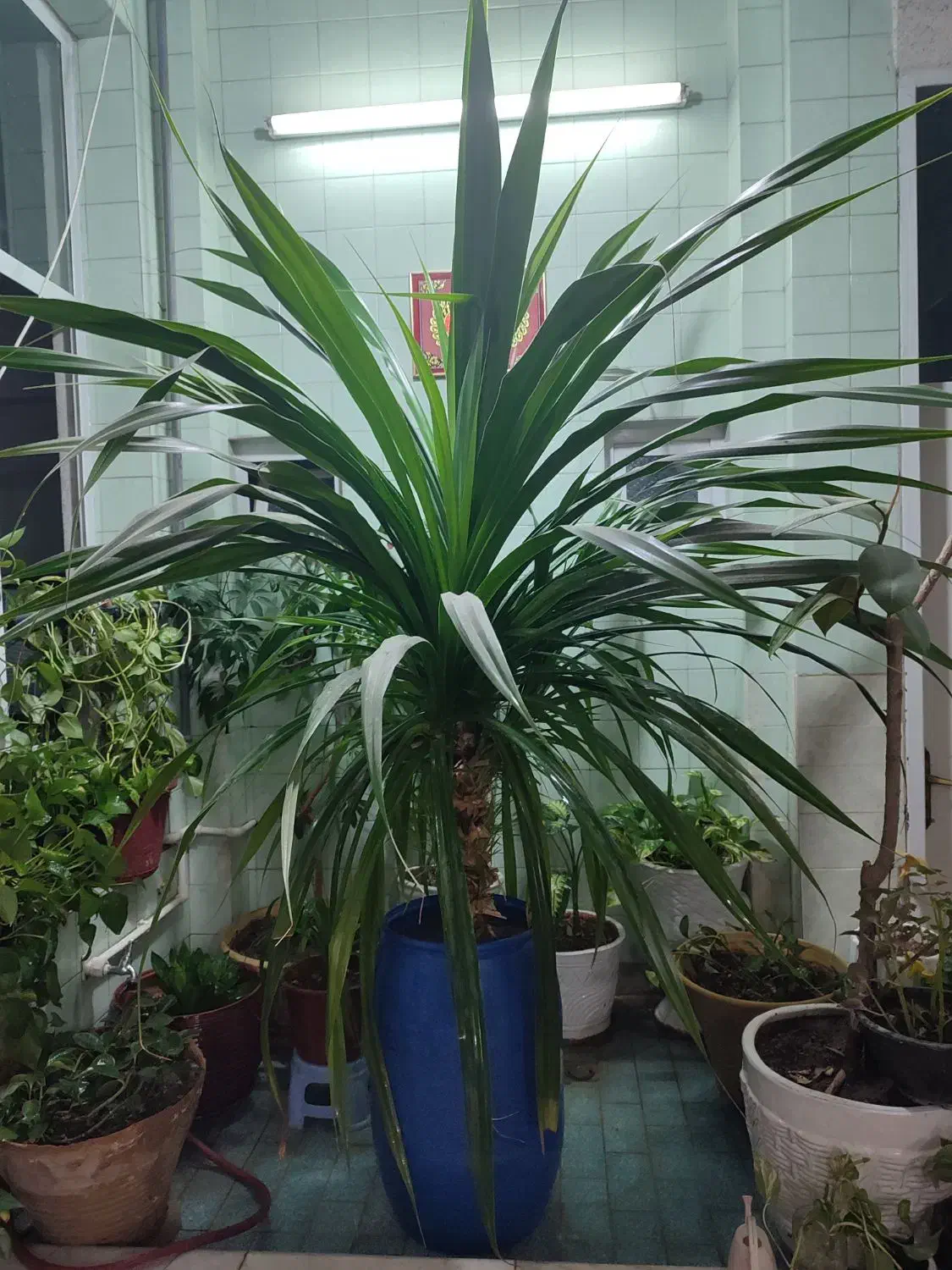 گلدان بزرگ وشیک|گل و گیاه طبیعی|یزد, |دیوار