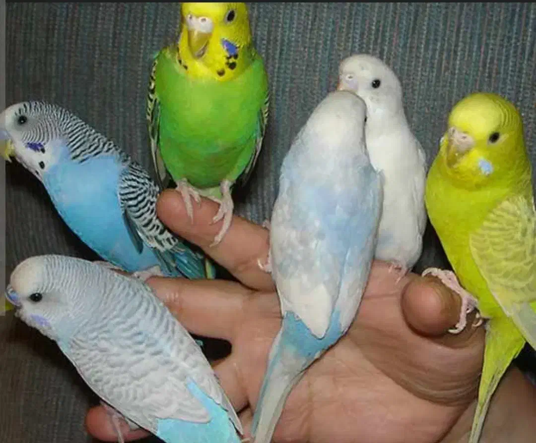 مرغ عشق پیدا شده|حیوانات|شهرکرد, |دیوار