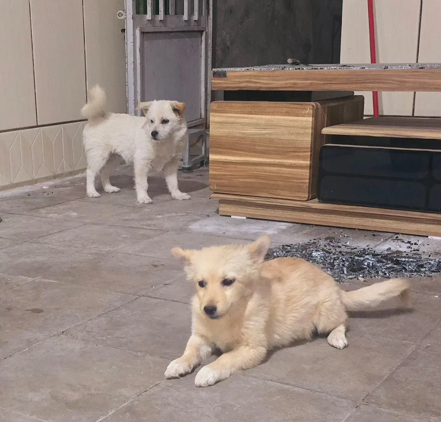 سگ ها هر دو فروشی دوتاش 4 تومن|سگ|سیرجان, |دیوار