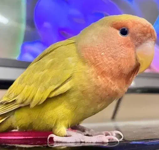 طوطی برزیلی گمشده|پرنده|برازجان, |دیوار