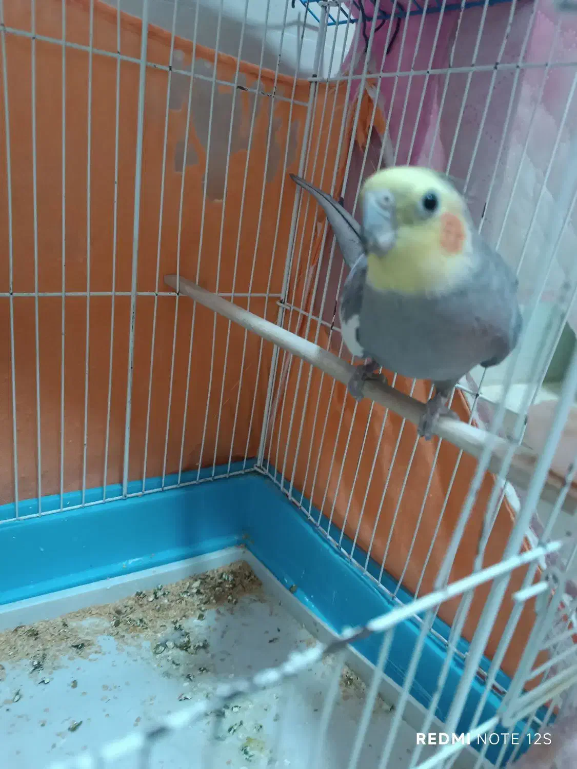 عروس هلندی|پرنده|آبدانان, |دیوار