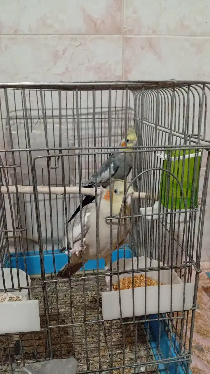 عروس هلندی|پرنده|حمیدیا, |دیوار