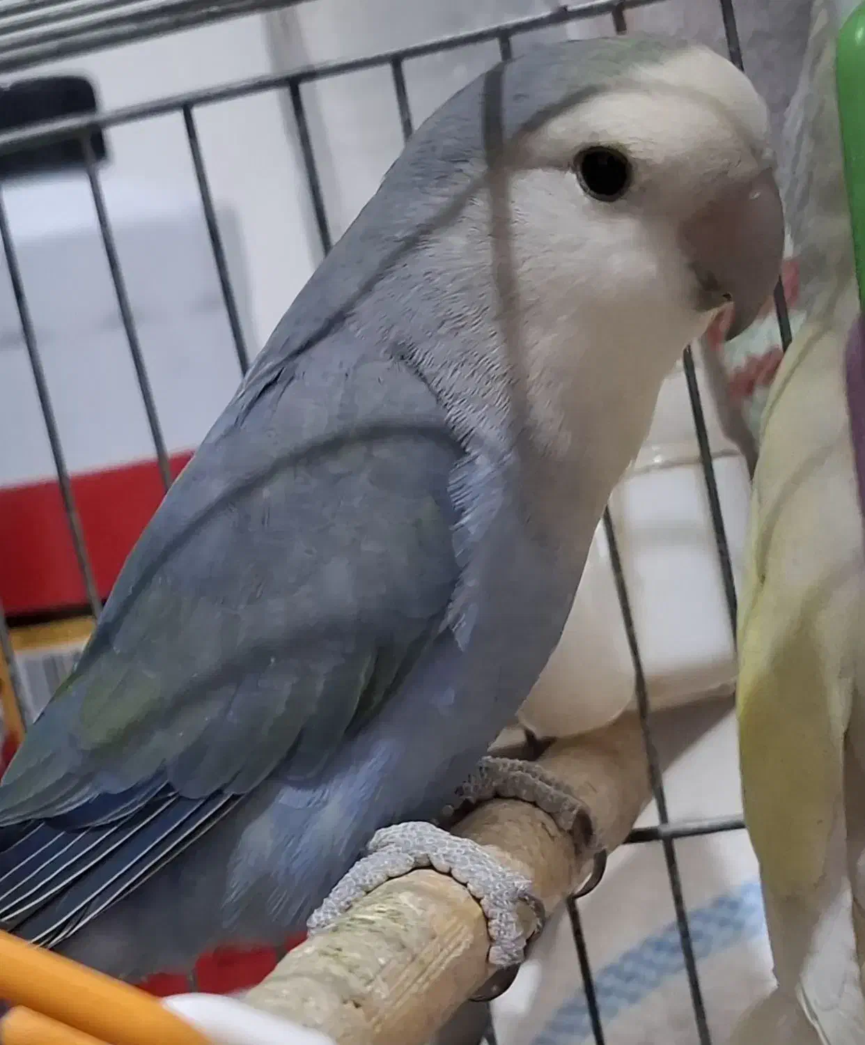 کوتوله برزیلی|پرنده|قم, حاج زینل|دیوار