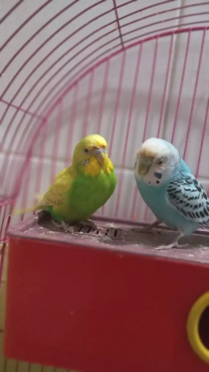 پرنده|پرنده|خرمشهر, |دیوار