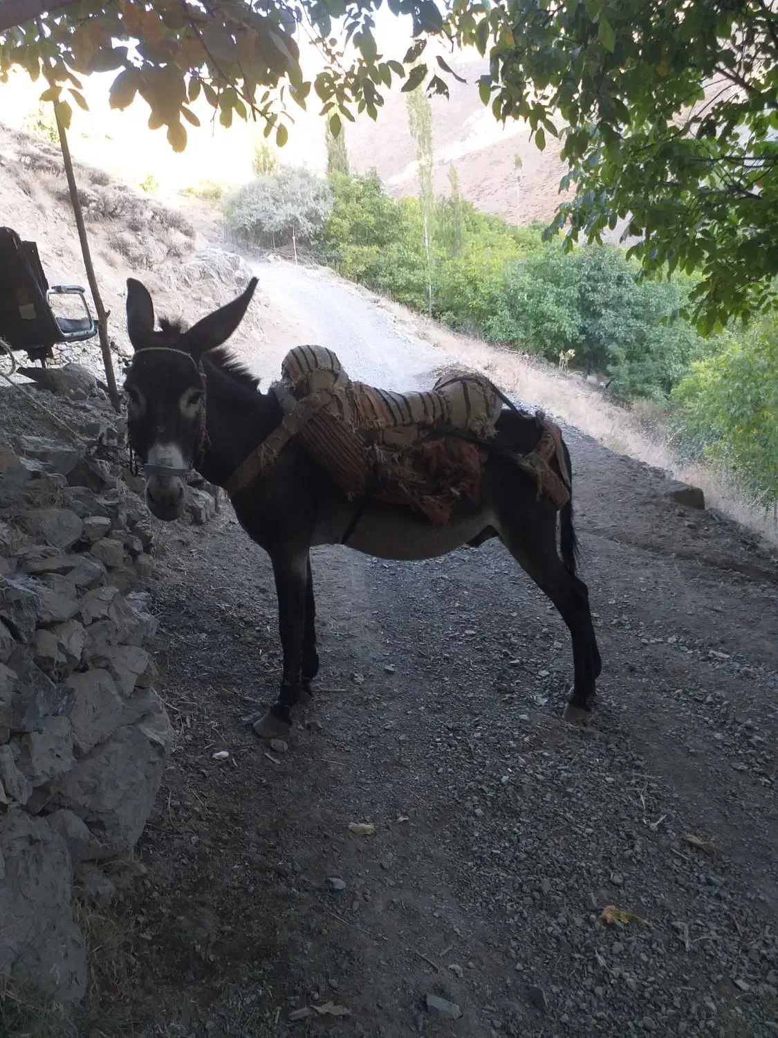 خر نر الاغ|حیوانات مزرعه|سنندج, |دیوار