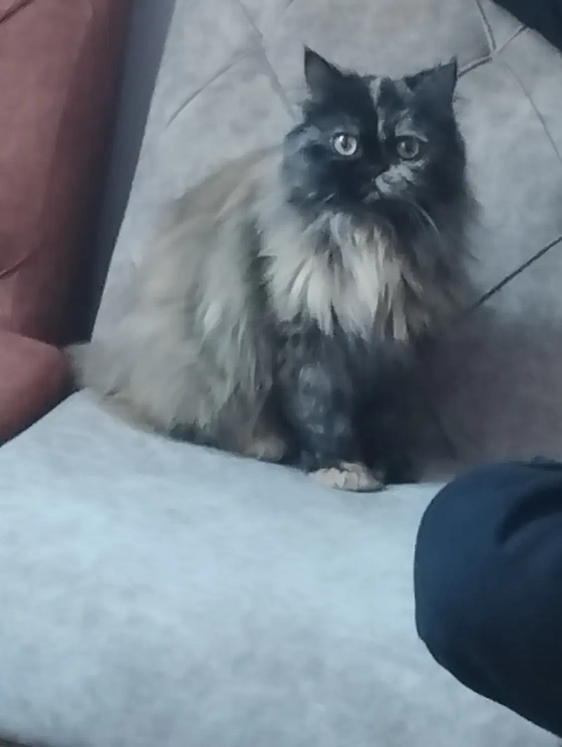 واکذاری گربه پرشین کت|گربه|ساری, |دیوار