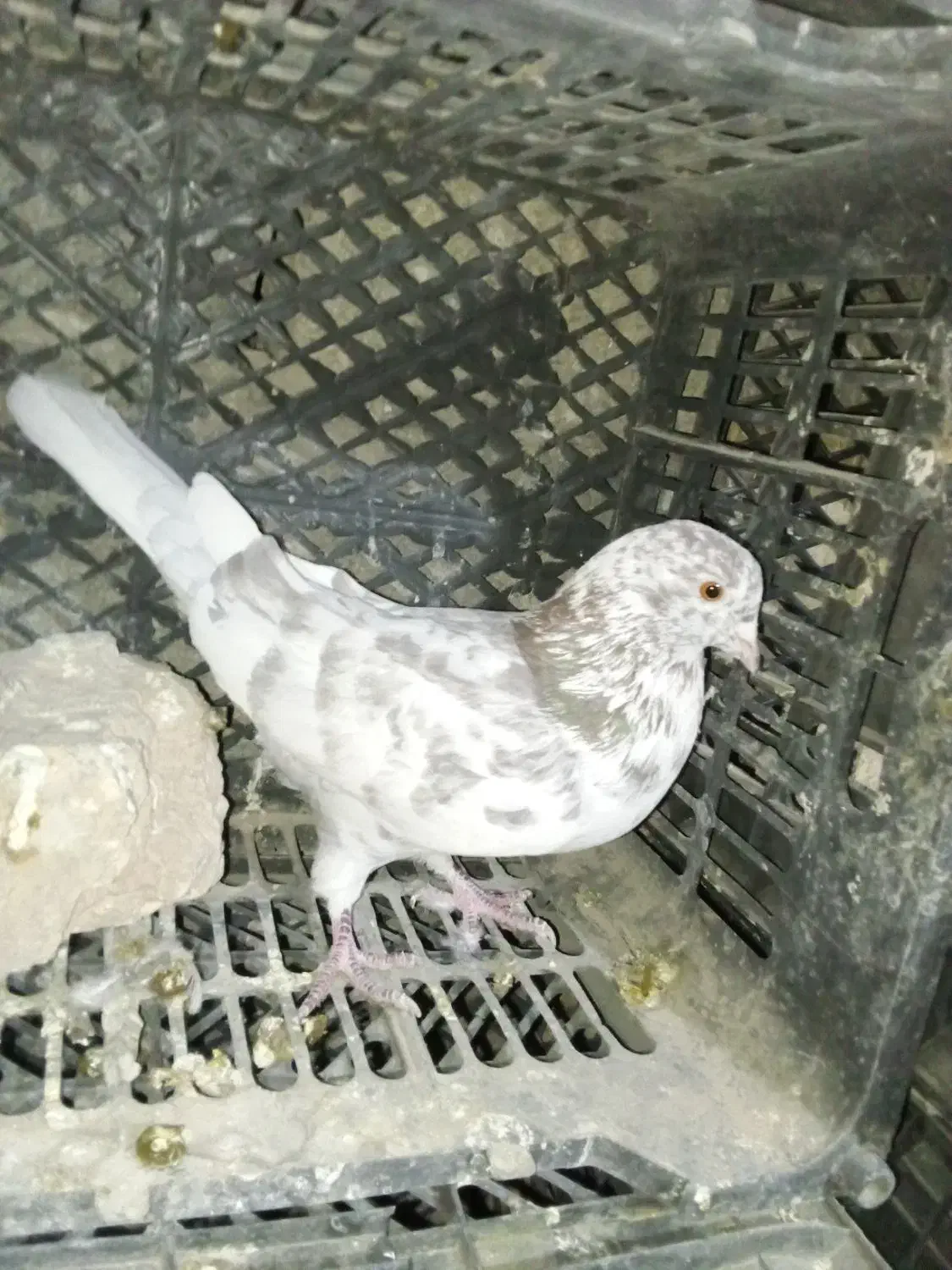 کفتر پرشی|پرنده|شازند, |دیوار