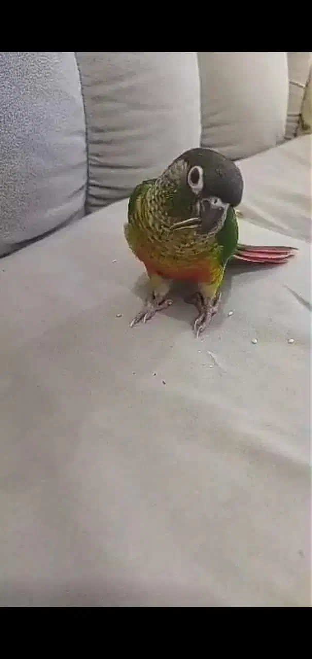 طوطی گرینچیک گمشده|حیوانات|اهواز, آسیاباد|دیوار