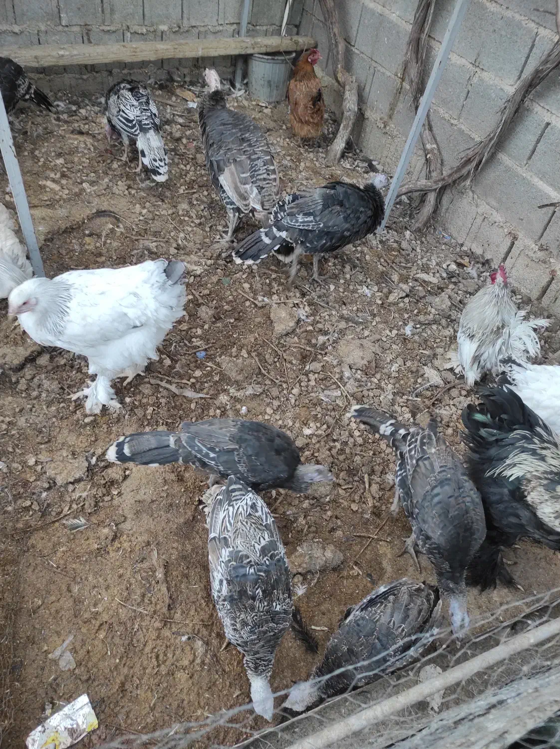 بوقلمون و مرغ برهما و کوشین|حیوانات مزرعه|شیراز, بید زرد|دیوار