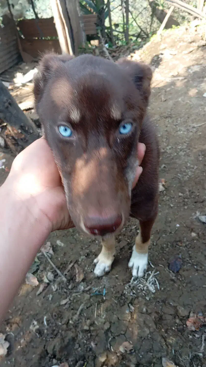 فروشی|سگ|رحیمآباد, |دیوار