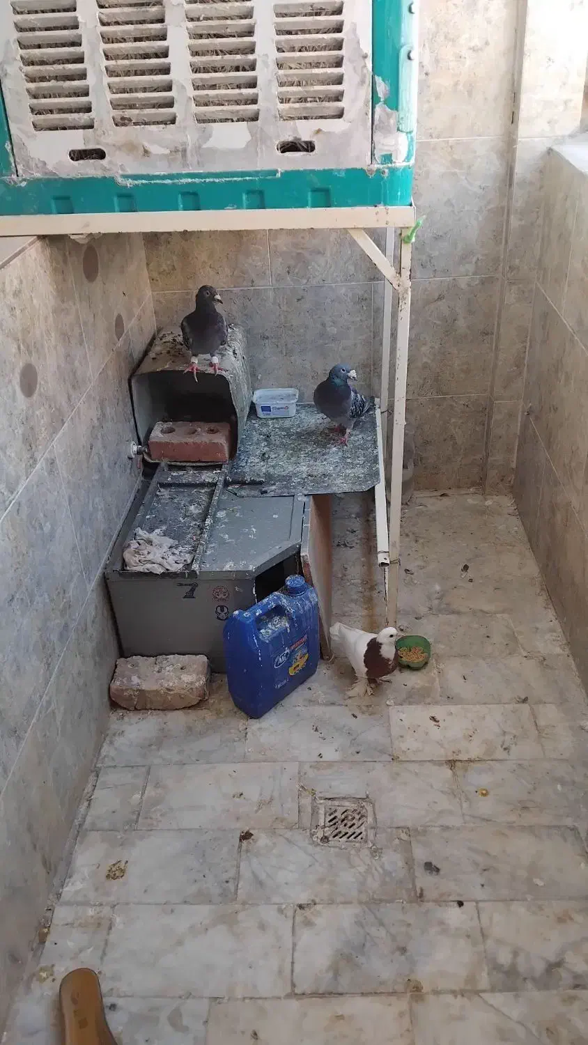 کبوتر|پرنده|آستانه اشرفیه, |دیوار