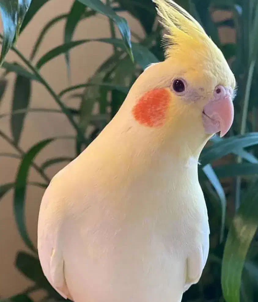 عروس هلندی لوتین|پرنده|نورآباد, |دیوار