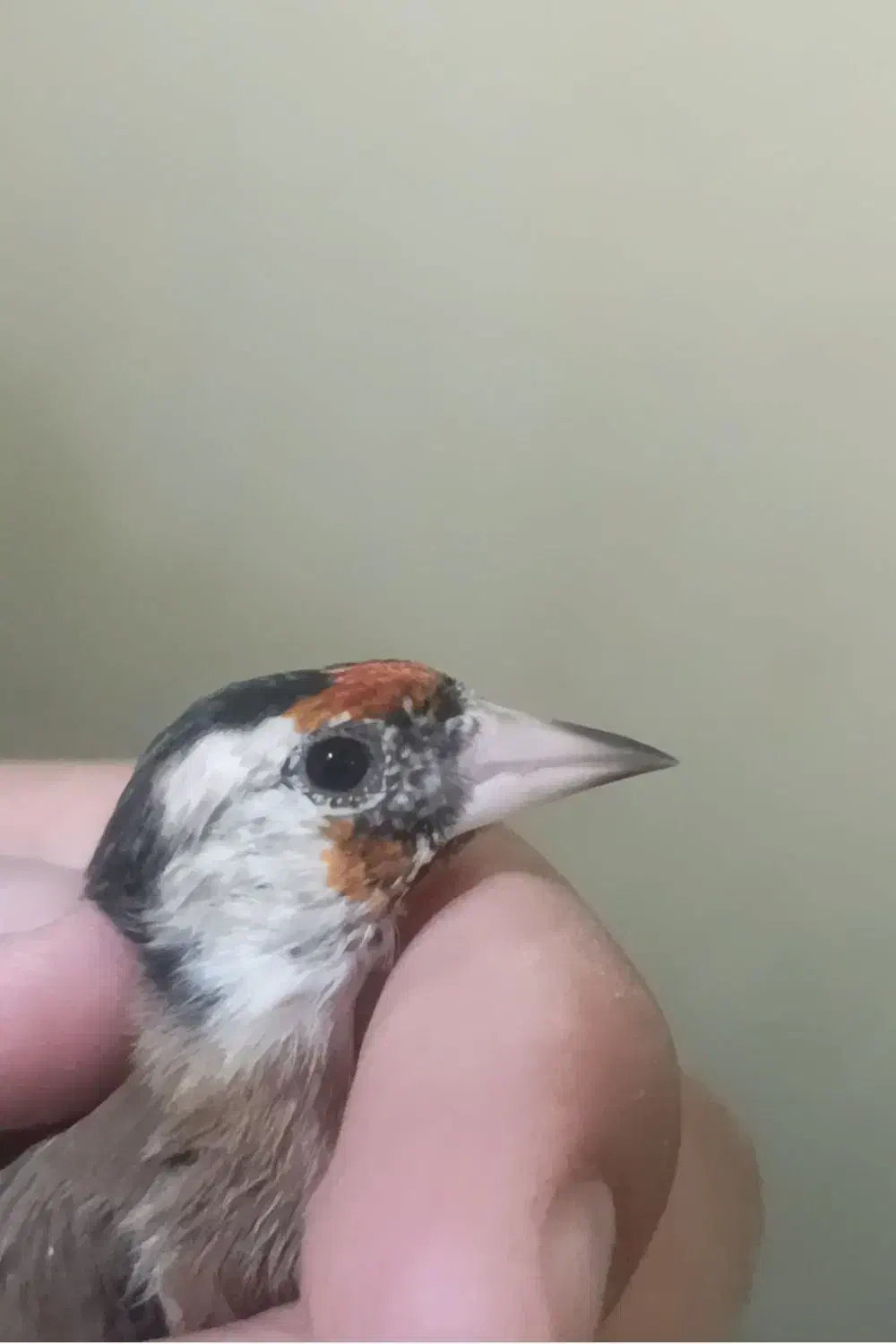 دوعدد سهره داغسر|پرنده|قرچک, مهدیه|دیوار