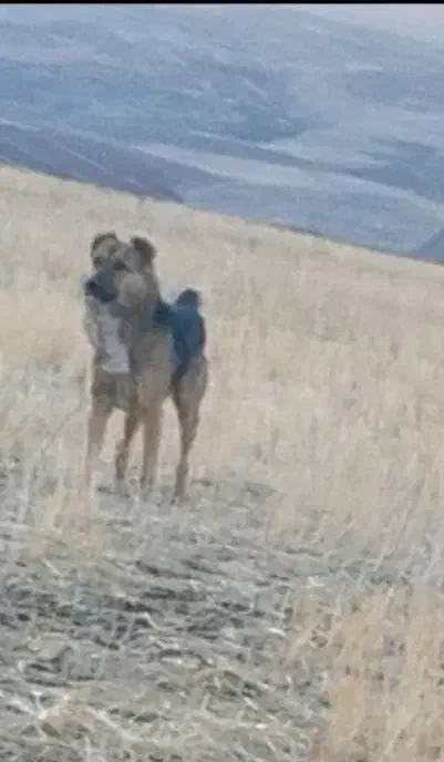 سگه محلی|سگ|اسدآباد, |دیوار