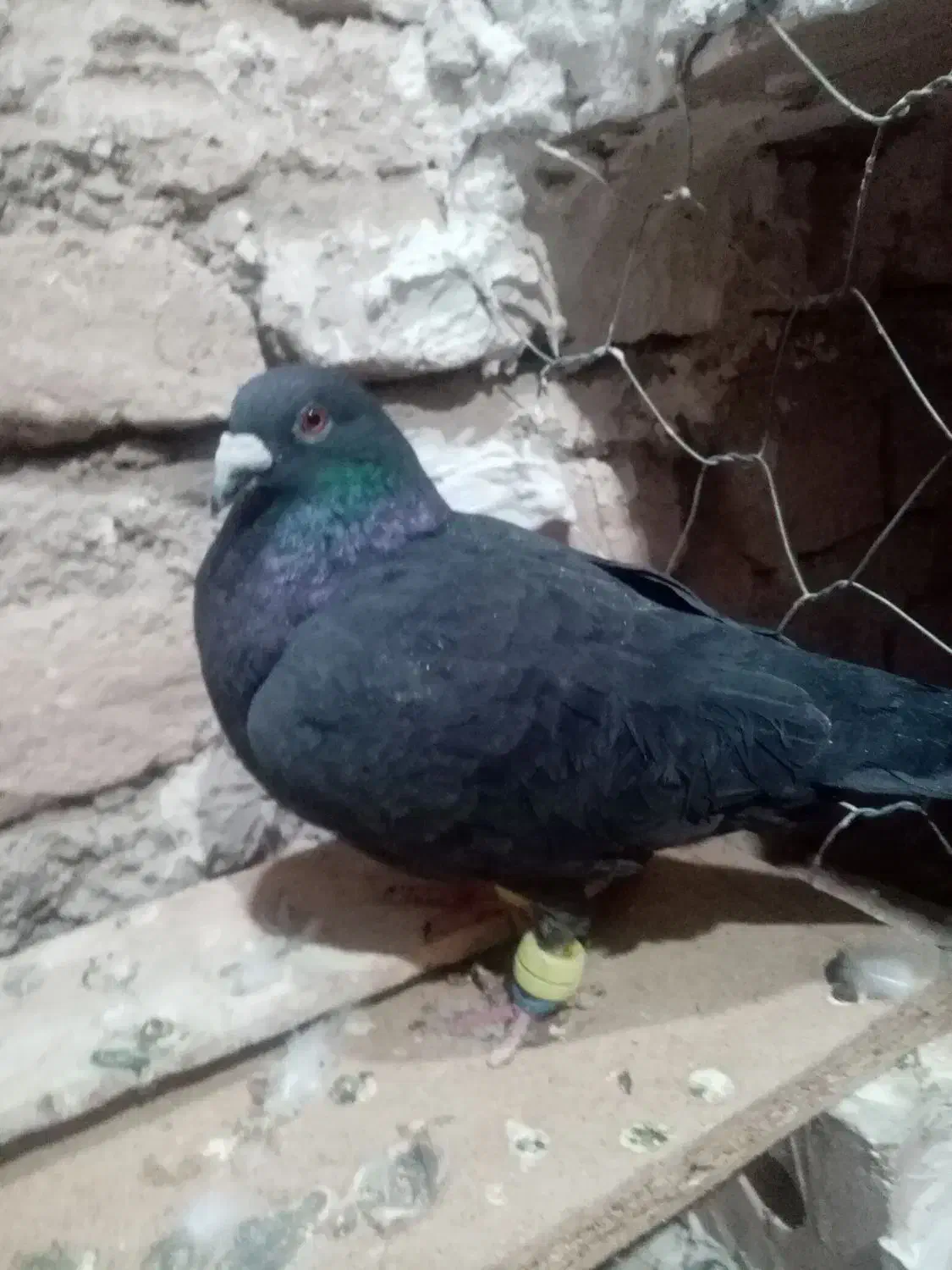 کفتر|پرنده|تایباد, |دیوار