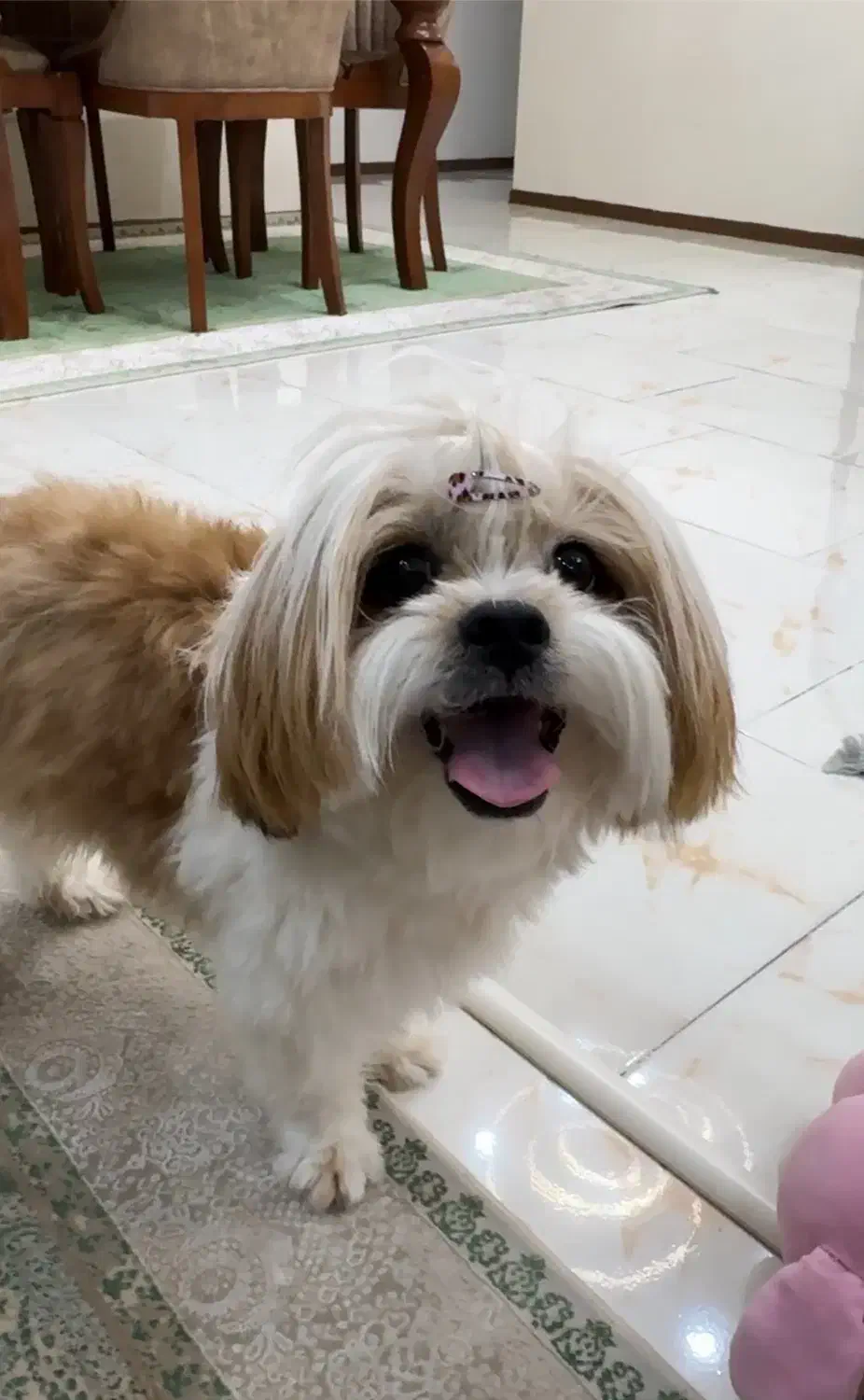 واگذاری شیتزو|سگ|پردیس, فاز ۱۱|دیوار