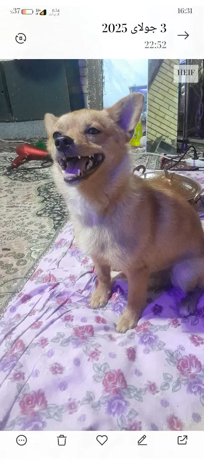 سگ اشپیتز پامر|سگ|کرمان, |دیوار