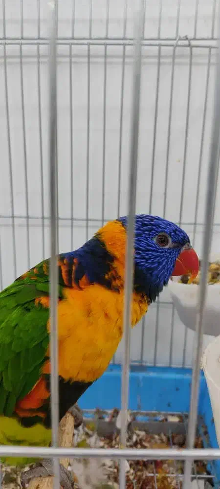 طوطی لوری|پرنده|پردیس, فاز ۱۱|دیوار