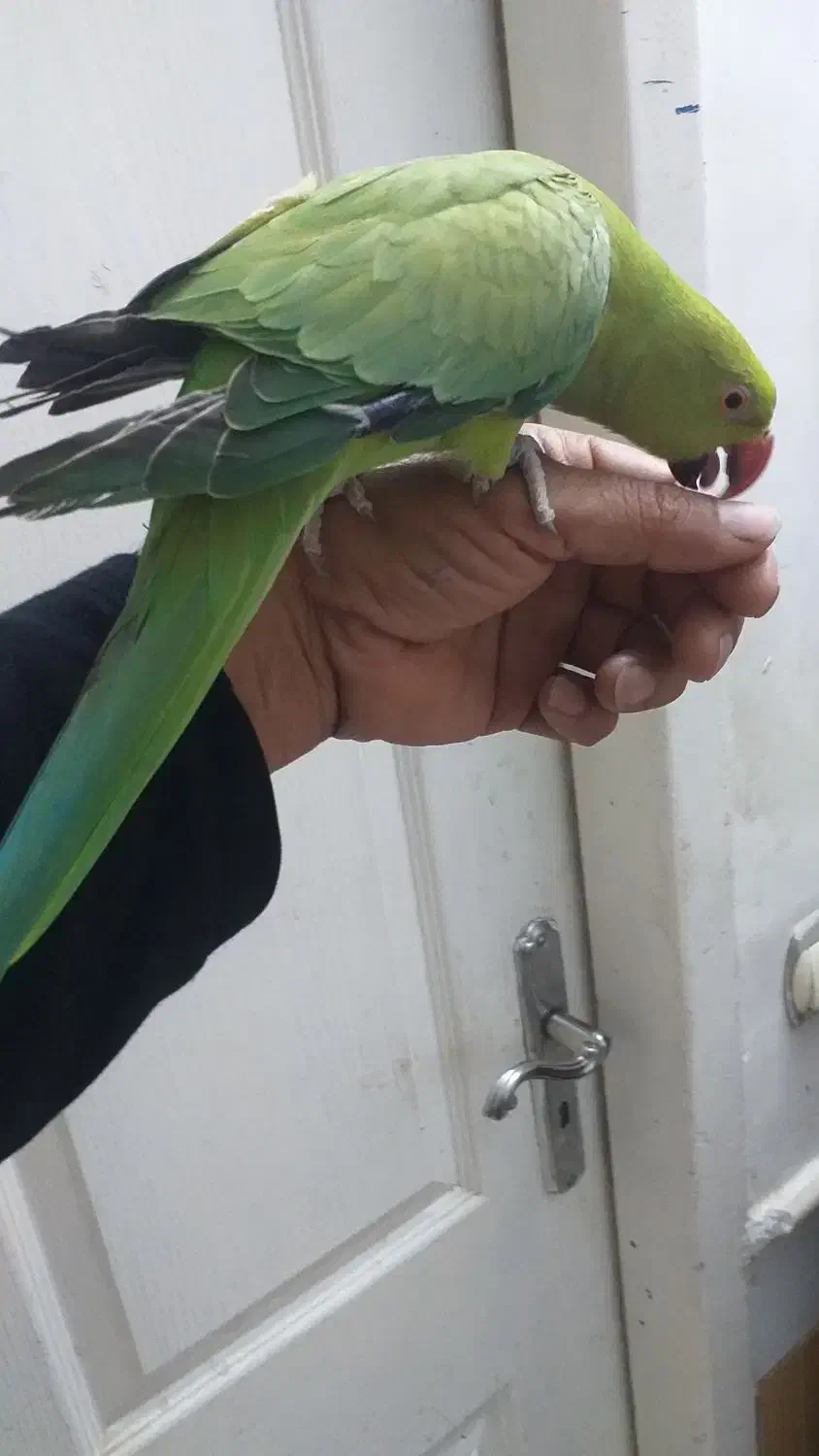 طوطی ملنگو ماده|پرنده|نیشابور, شریعتی|دیوار