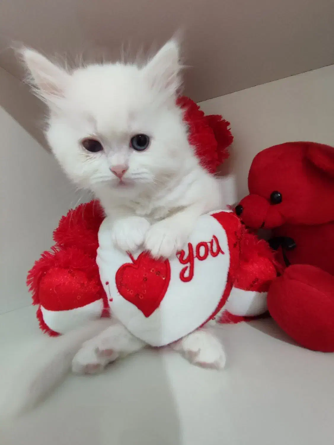 گربه ناز|گربه|ساری, |دیوار