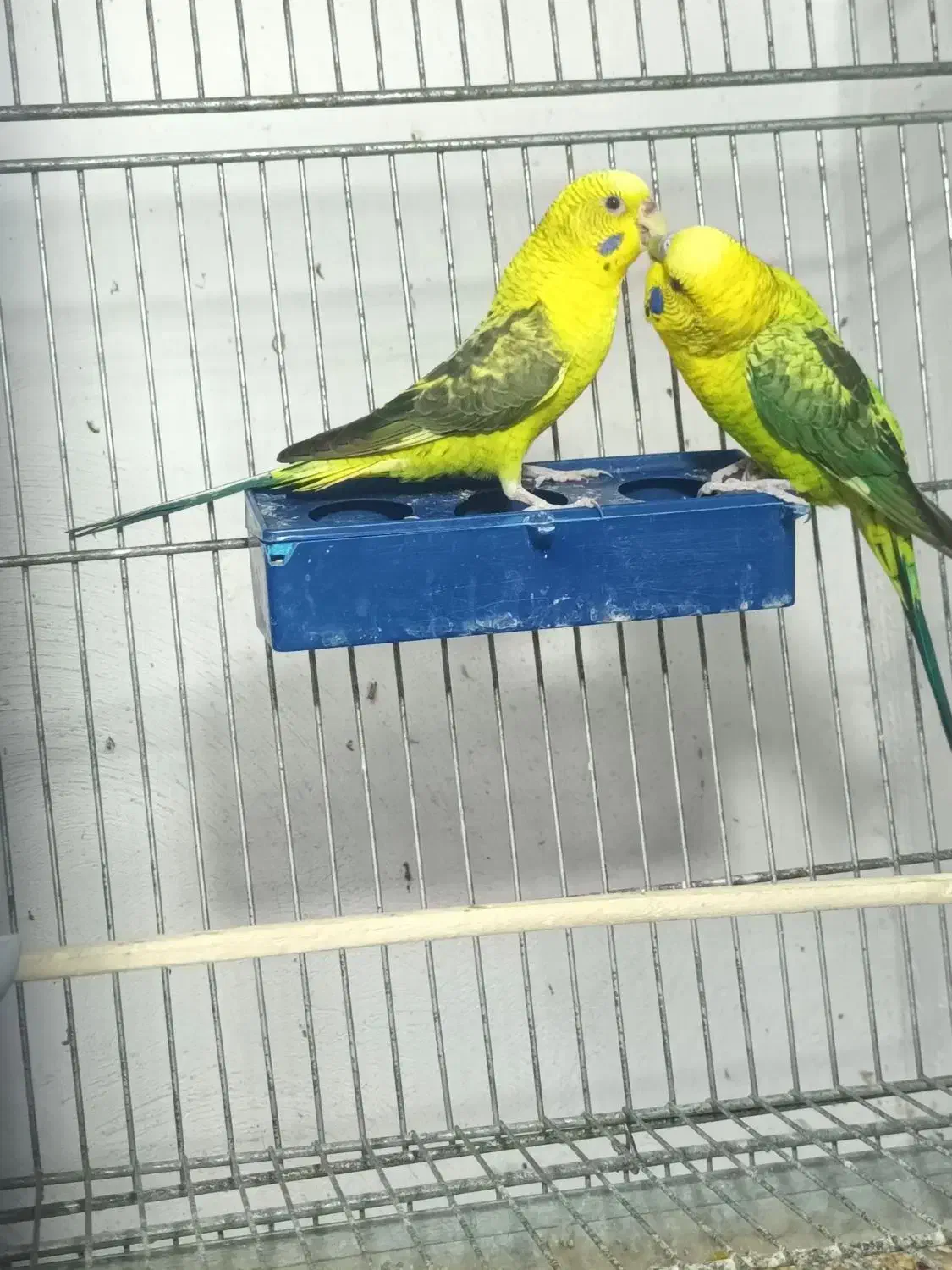 مرغ عشق گمشده|پرنده|خورموج, |دیوار