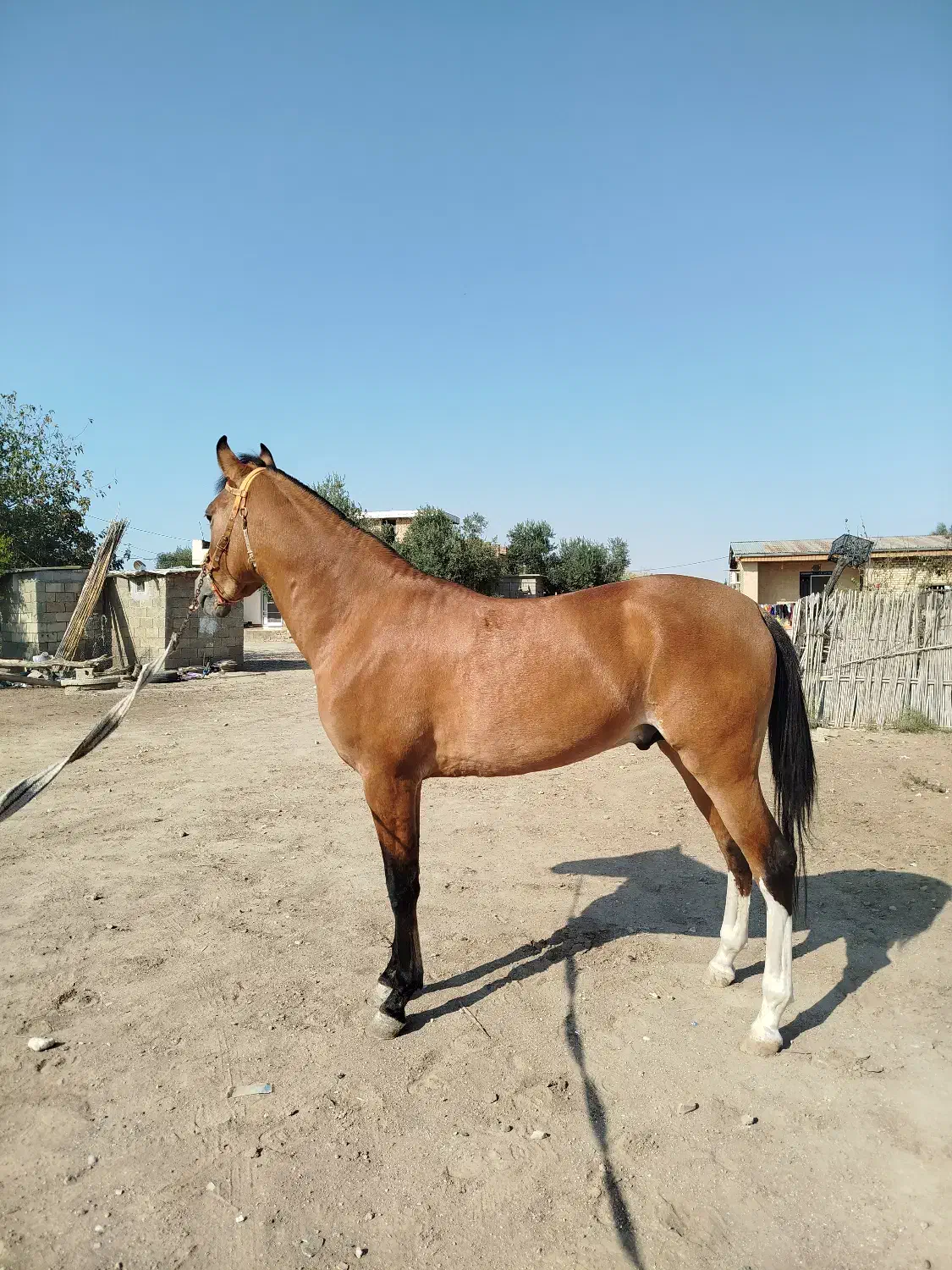 اسب ترکمن کورسی|اسب و تجهیزات اسب‌سواری|گنبد کاووس, |دیوار