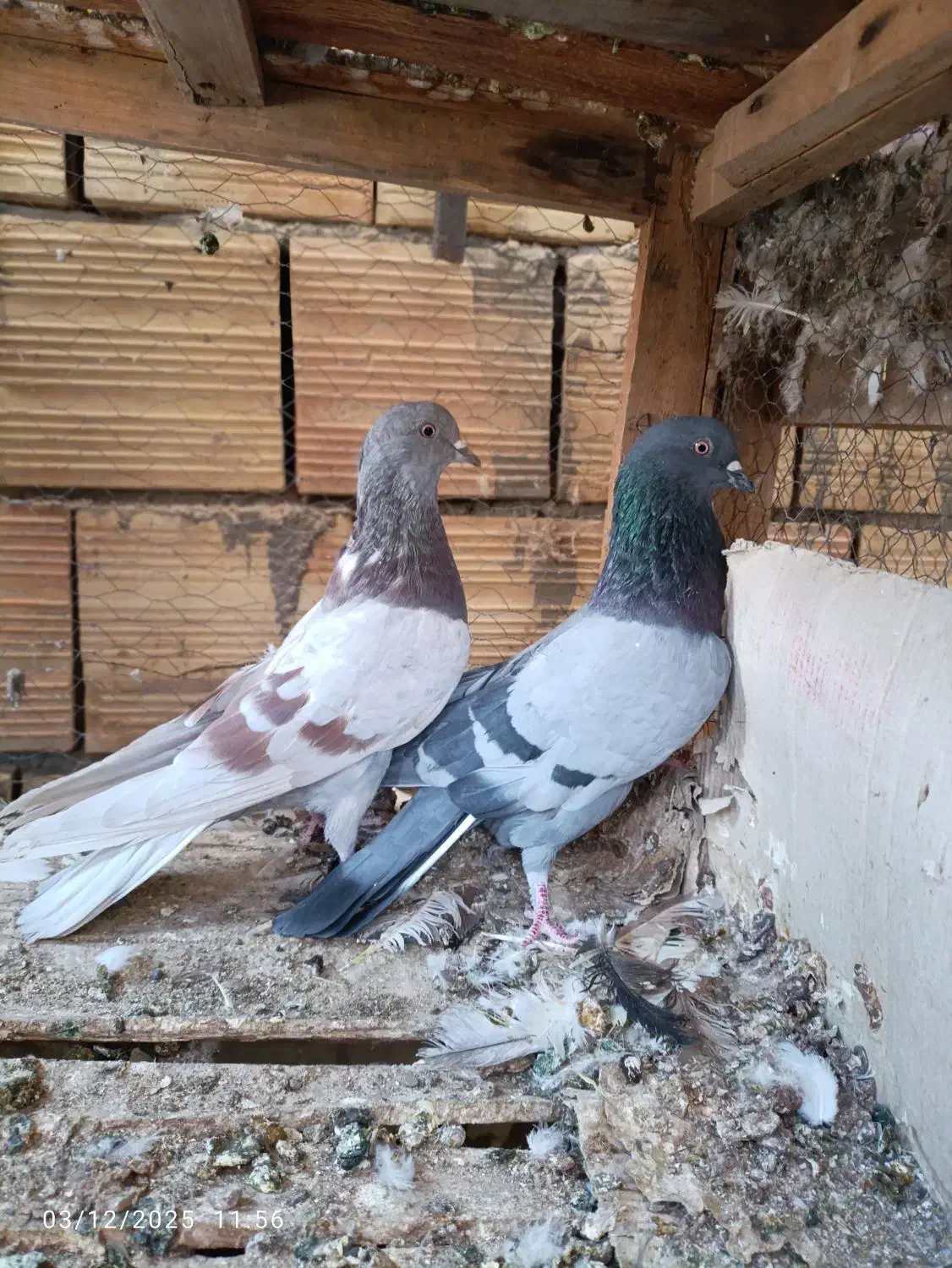 کبوتر پرشی|پرنده|کاشان, شهرک امیرالمومنین|دیوار