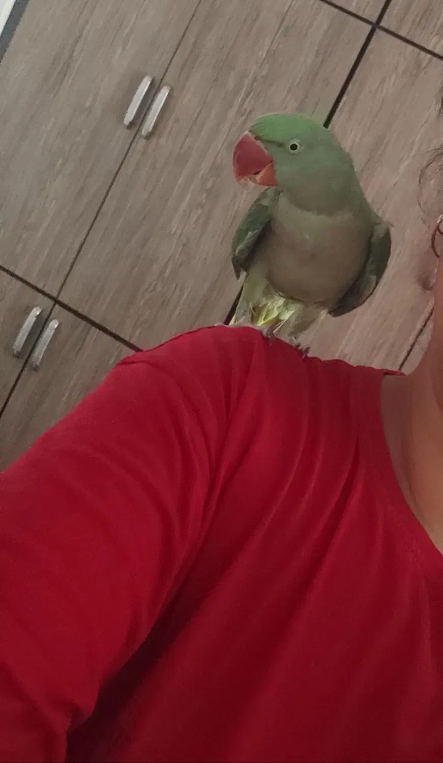 شاه طوطی|پرنده|آستانه اشرفیه, |دیوار