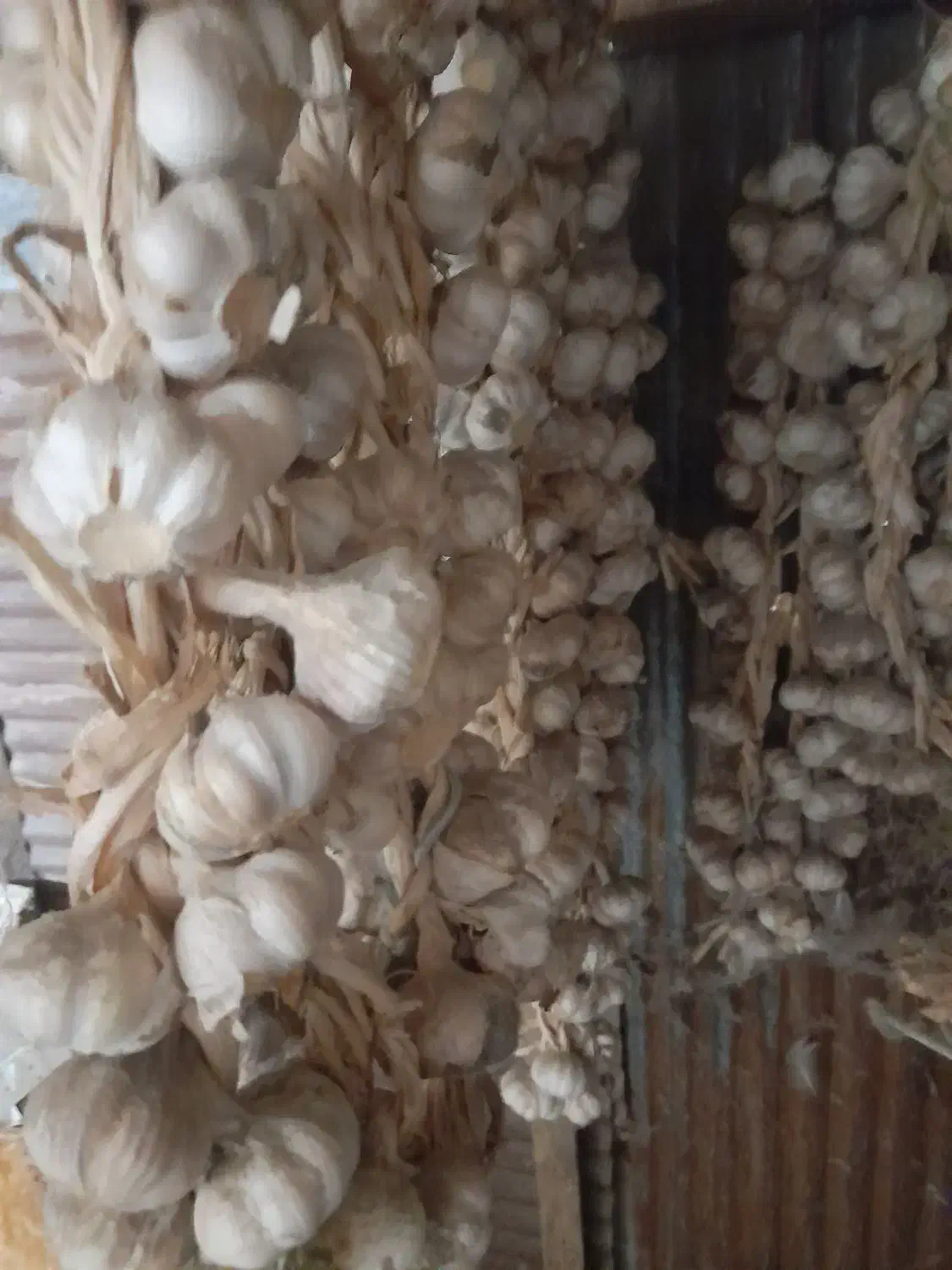 سیر محلی شیرین برای کاشتن یا خوردن|خوردنی و آشامیدنی|رشت, پل تالشان|دیوار