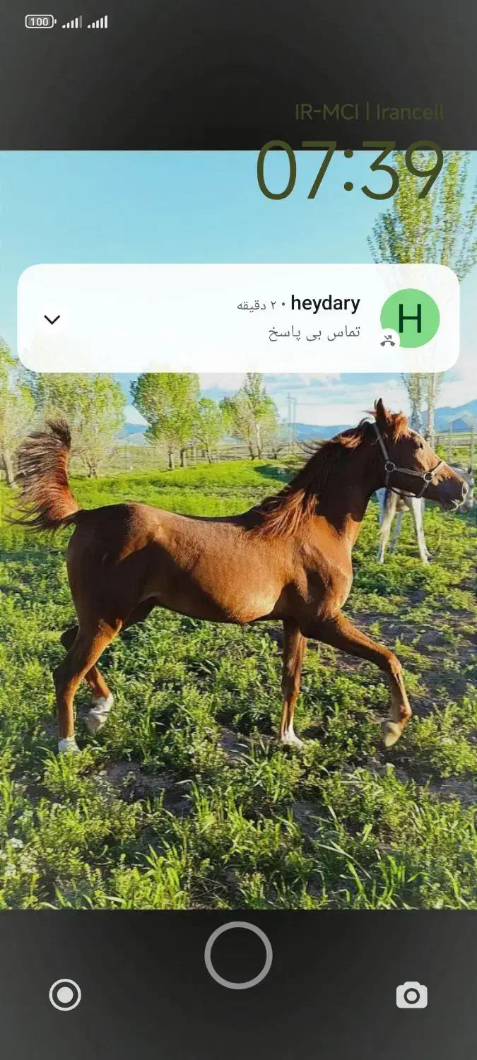 اسب کرد|اسب و تجهیزات اسبسواری|قروه, |دیوار