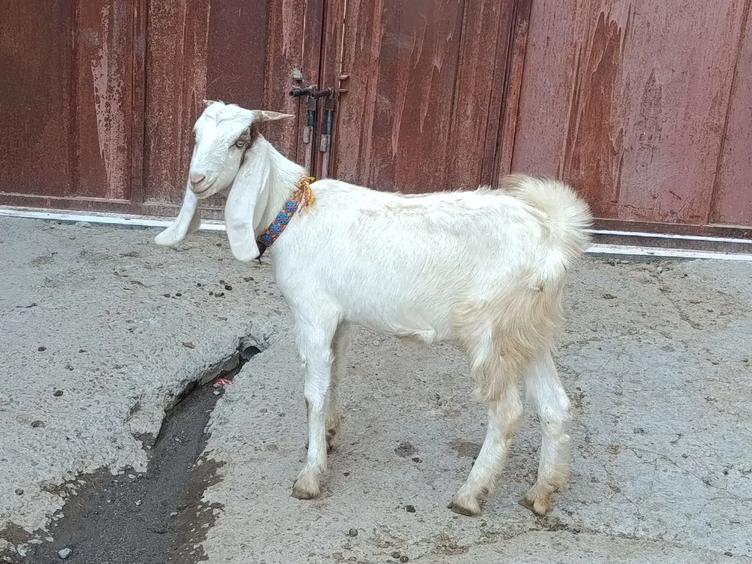 چ چپش بزغال|حیوانات مزرعه|بروجرد, |دیوار