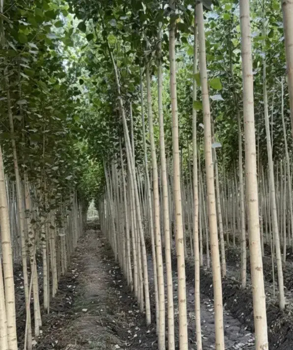 نهالستان گردو بادام و صنوبر|خدمات باغبانی و درختکاری|مرند, |دیوار