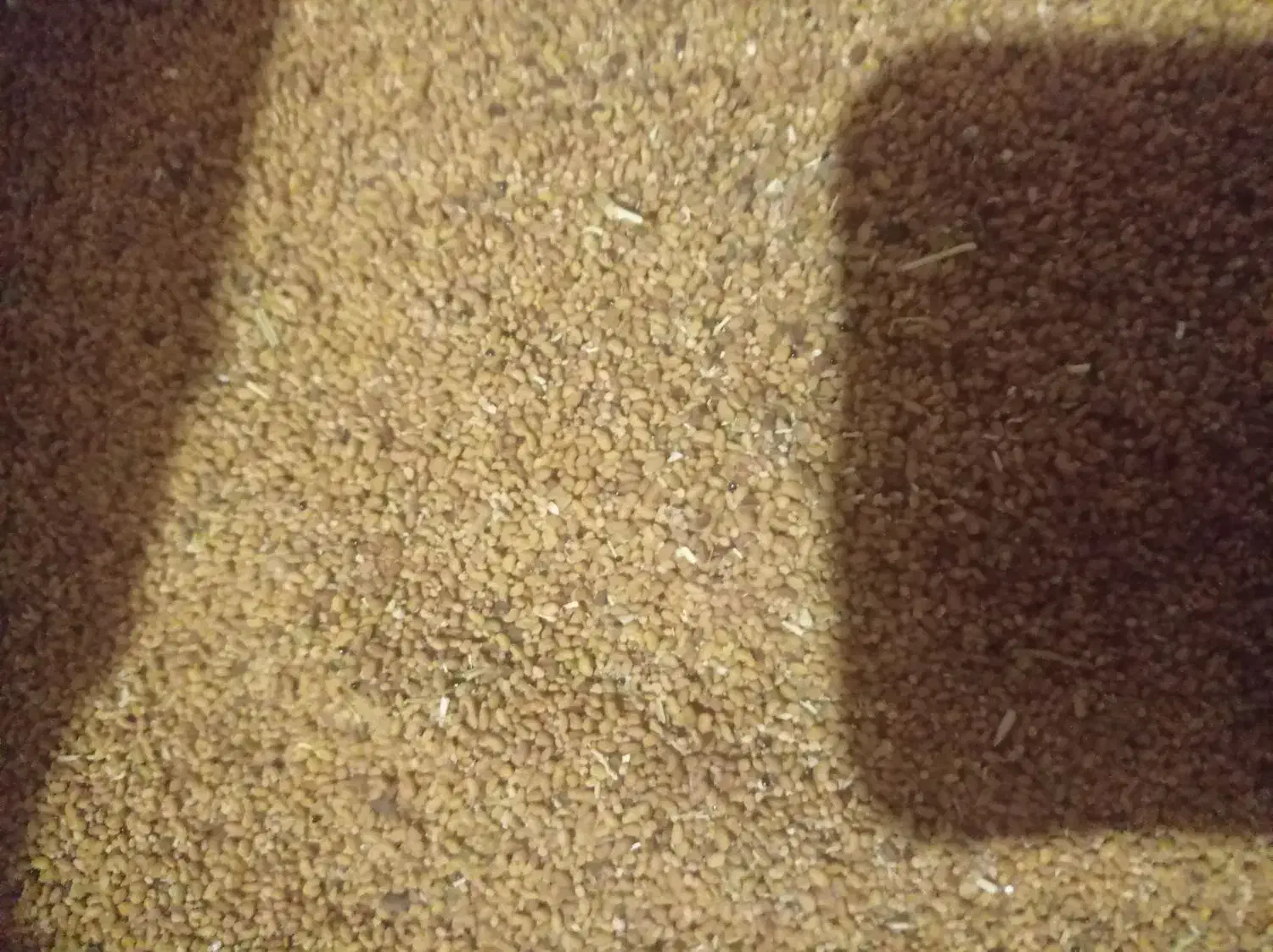 بذر یونجه|خدمات باغبانی و درختکاری|مرند, |دیوار