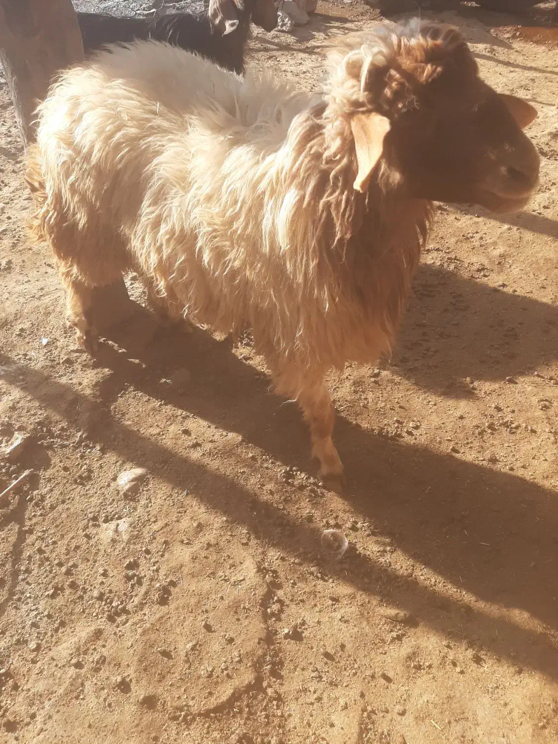 قورچ|حیوانات مزرعه|چگنی, |دیوار