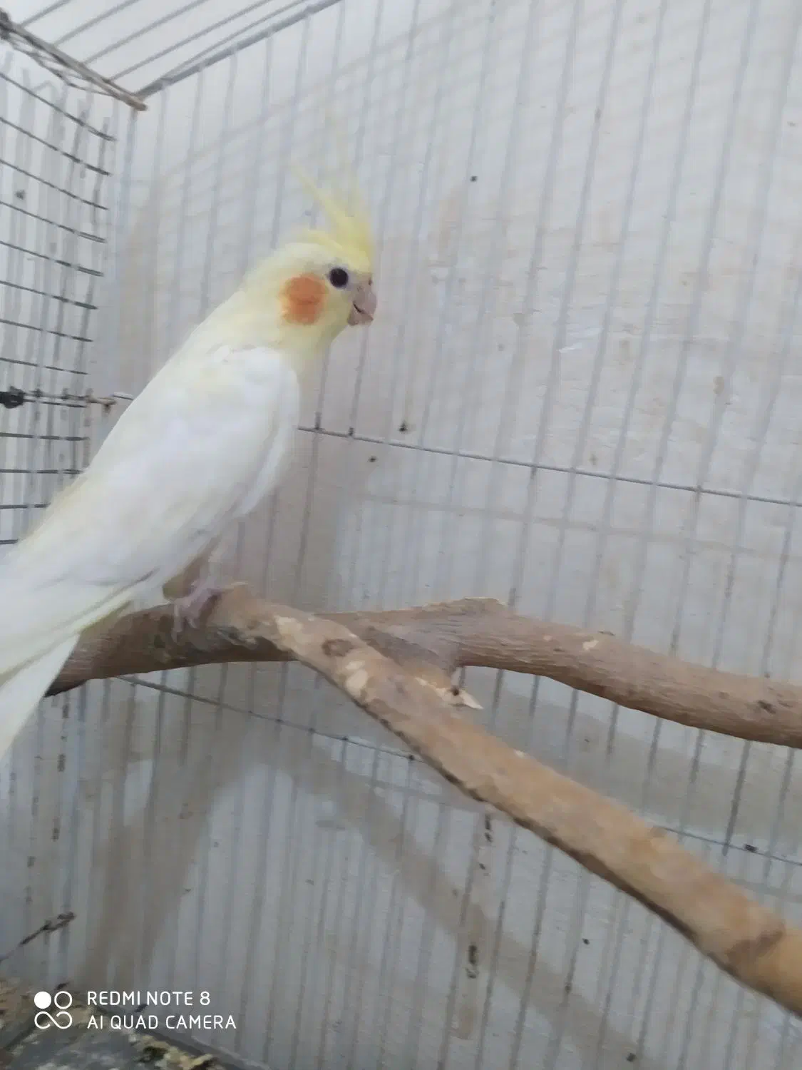 عروس هلندی|پرنده|ایذه, |دیوار