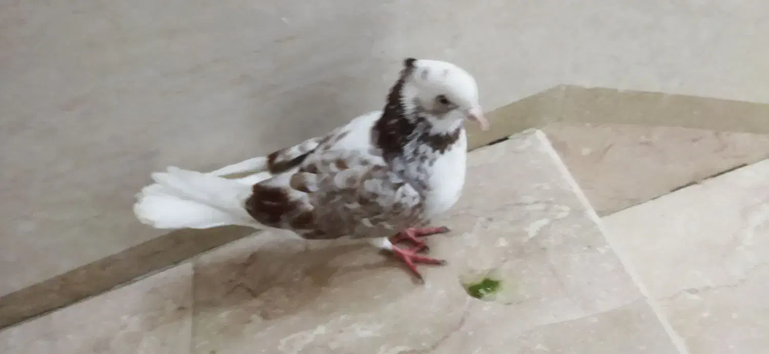 کبوتر پرشی هر قیمتی که مشتری بگه در خدمتم|پرنده|بوکان, |دیوار