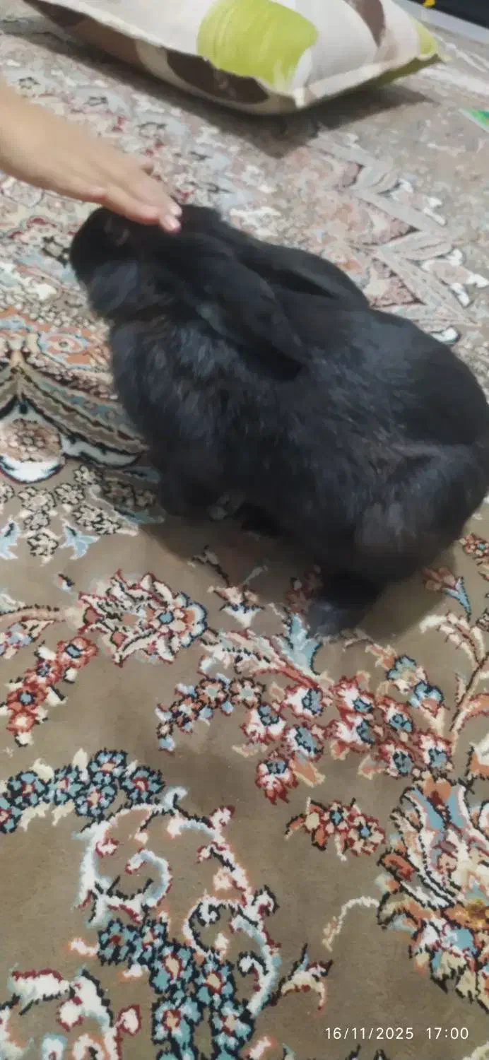 خرگوش بازیگوش|موش و خرگوش|بیرجند, |دیوار