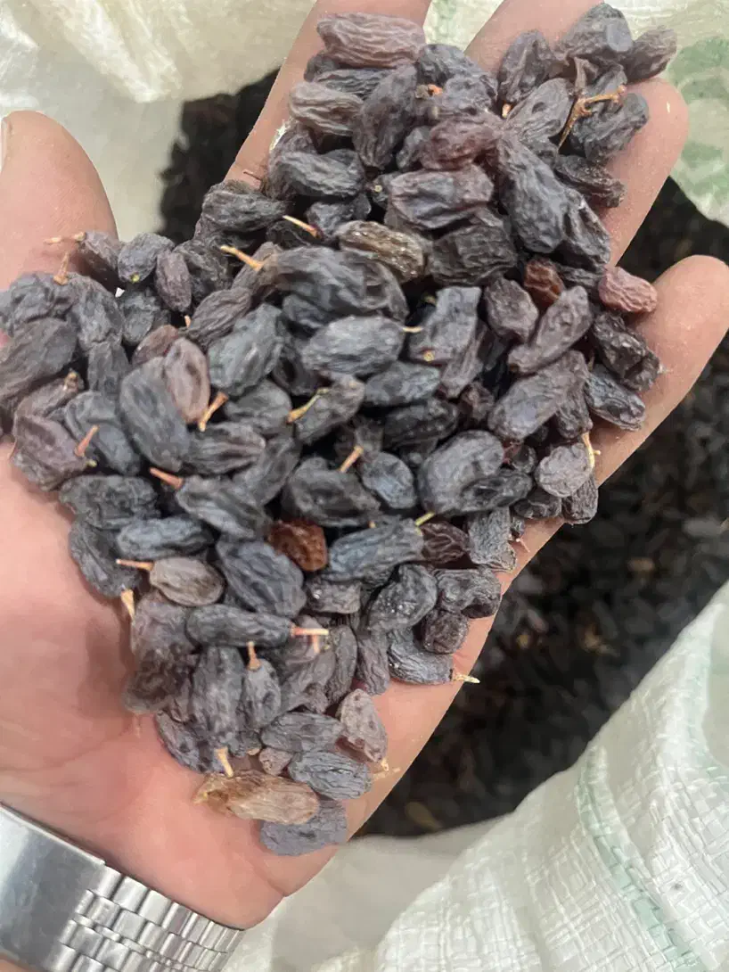 کشمش بوانات|خوردنی و آشامیدنی|شیراز, گویم|دیوار