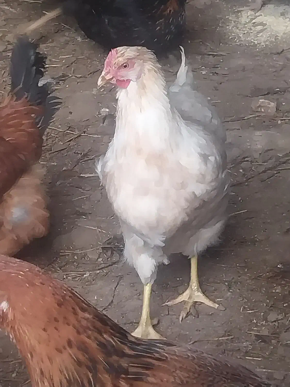 مرغ وخروس درجه یک به شرط|حیوانات مزرعه|دشتابی, |دیوار