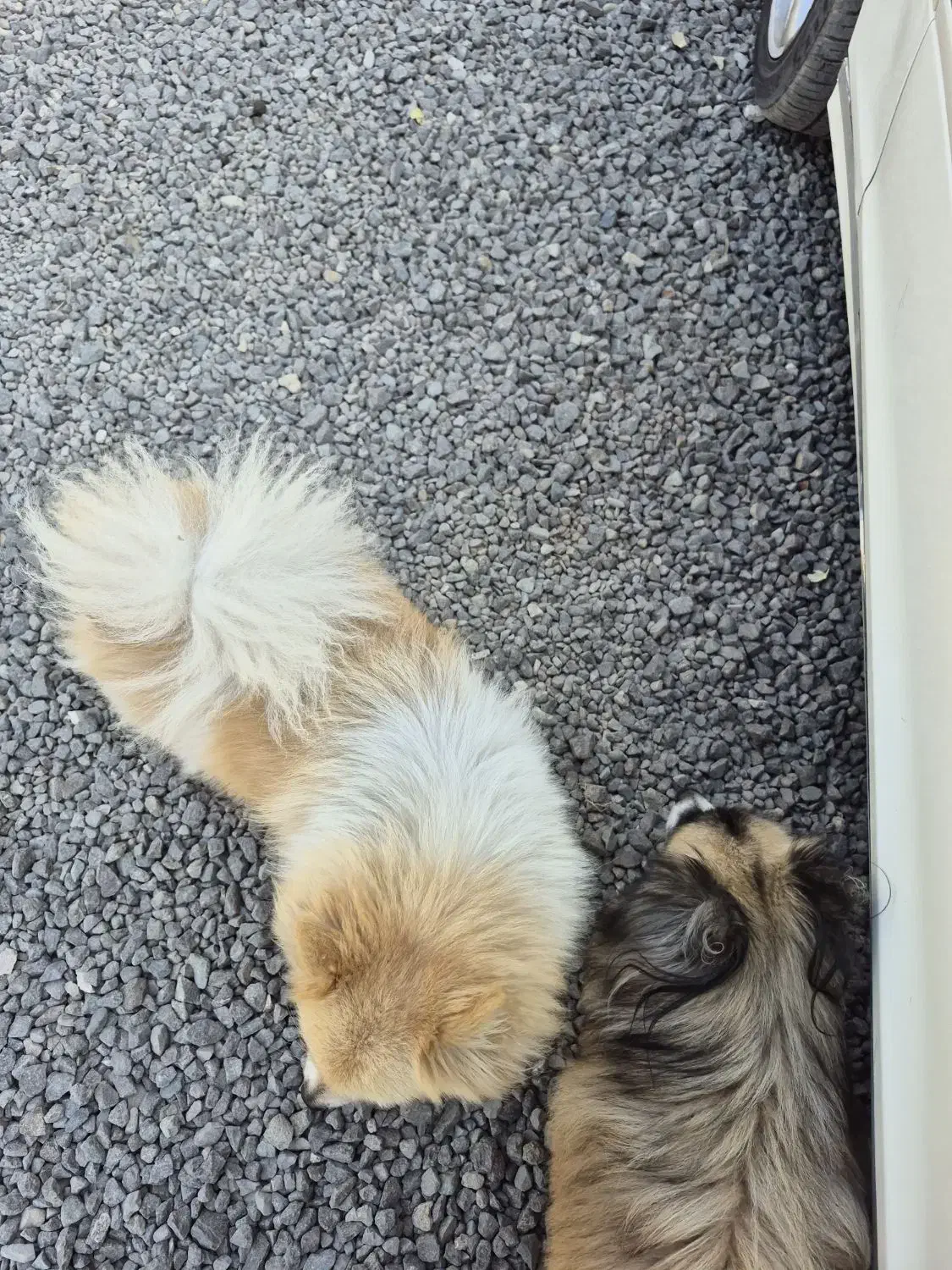 سگ پامرگمشده|سگ|چاف و چمخاله, |دیوار