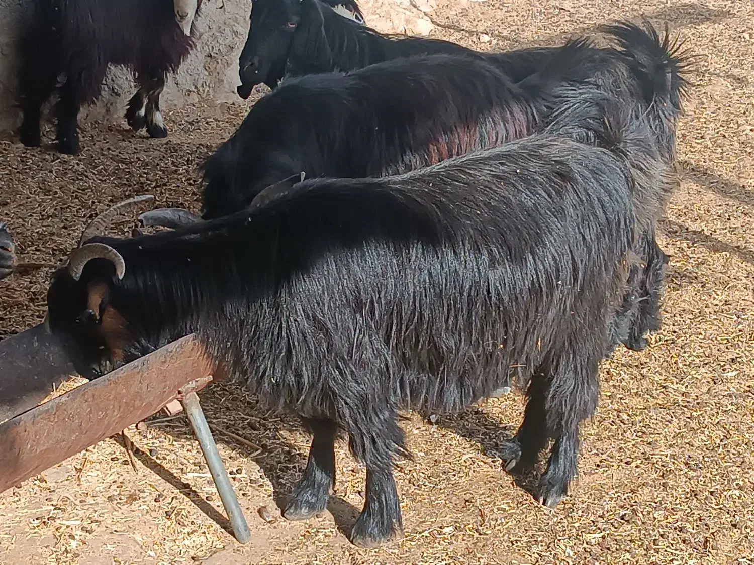 بز ابستن|حیوانات مزرعه|کازرون, |دیوار