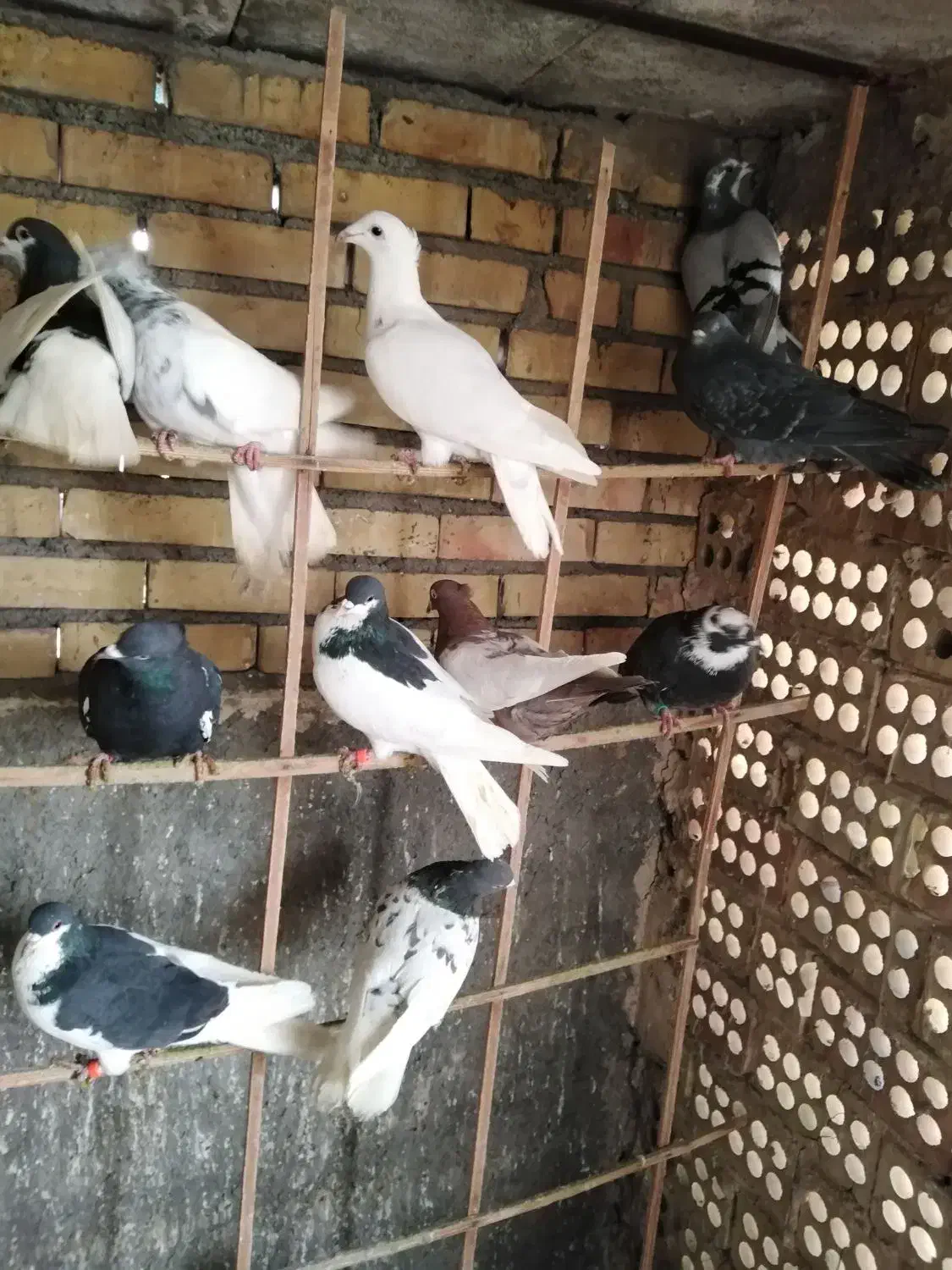 کفتر صید پرشی|پرنده|مشهد, کوشش|دیوار