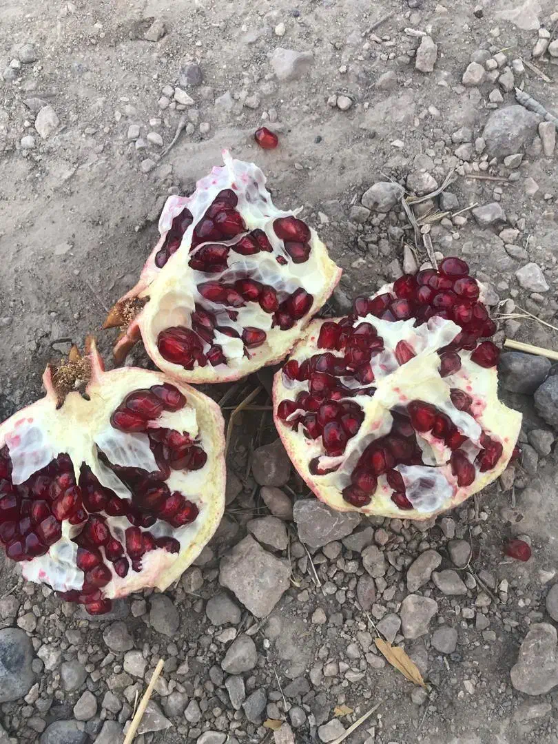 انار یاقوتی|عمده‌فروشی|ملایر, |دیوار