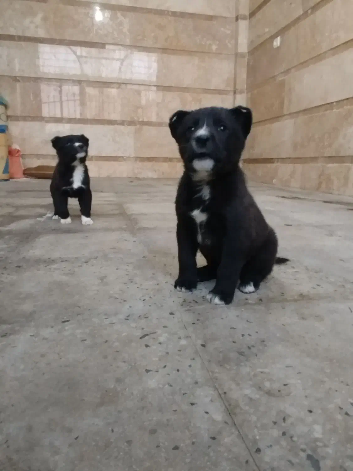 توله سگ قهدریجانی|سگ|ملایر, |دیوار