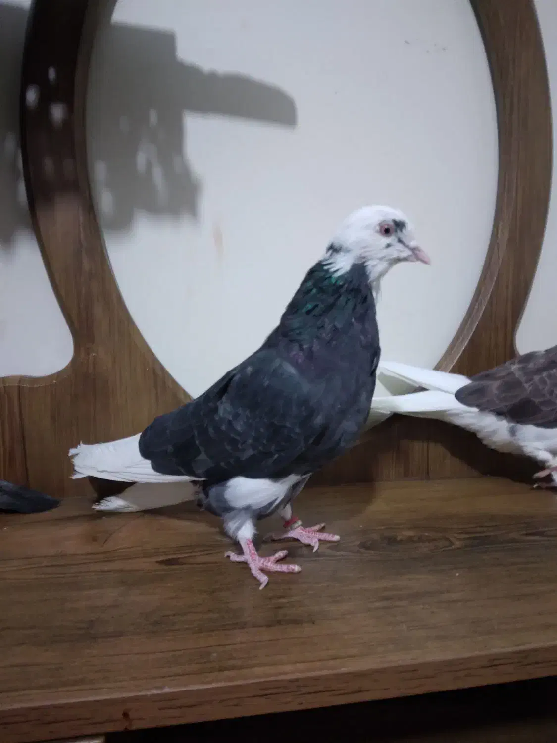 ی جفت کفتر آس|پرنده|قرچک, شهرک طلائیه|دیوار