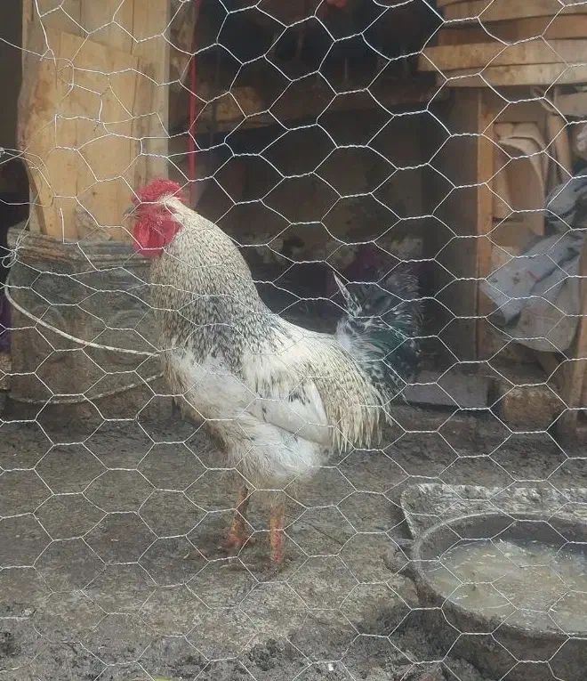 خروس|حیوانات مزرعه|ابریشم, |دیوار