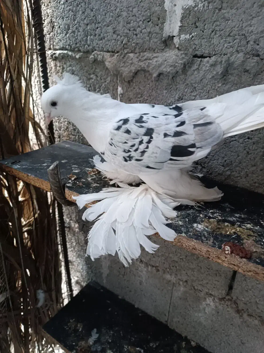 چند جفت کبوتر|پرنده|بم, |دیوار