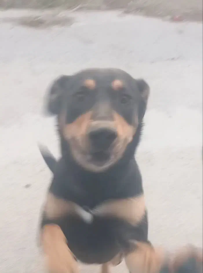 دوبرمن 2ونیم ساله|سگ|سرخه, |دیوار